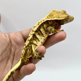 노멀 트라이 익스트림할리퀸