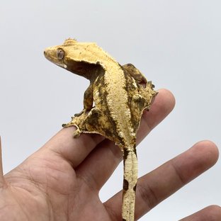 노멀 트라이 솔리드백