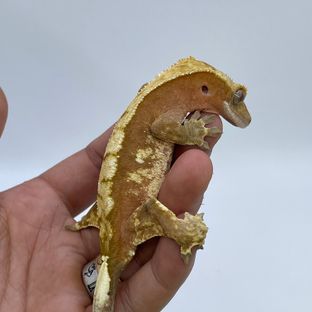 노멀 레드 익스트림할리퀸