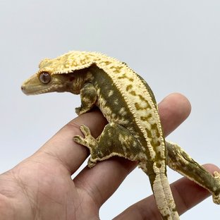 노멀 트라이 쿼드