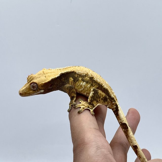 노멀 트라이 솔리드백