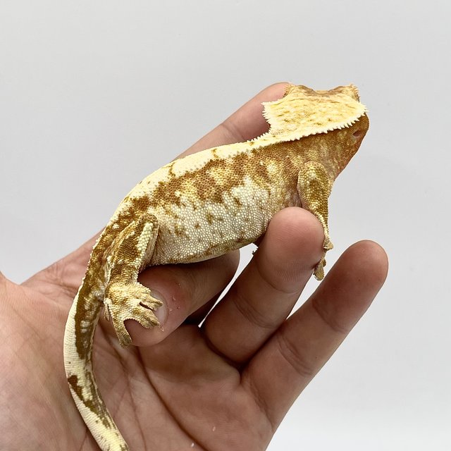 노멀 레드 트라이 익스트림할리퀸