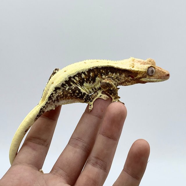 트라이 릴리화이트