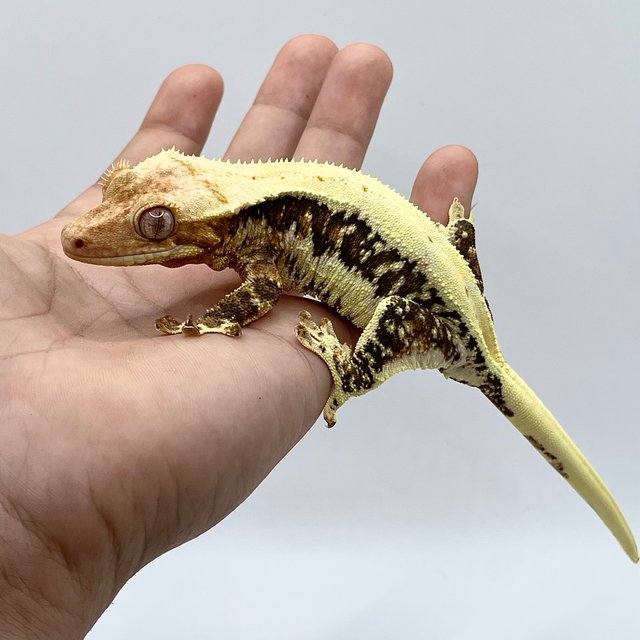 트라이 릴리화이트