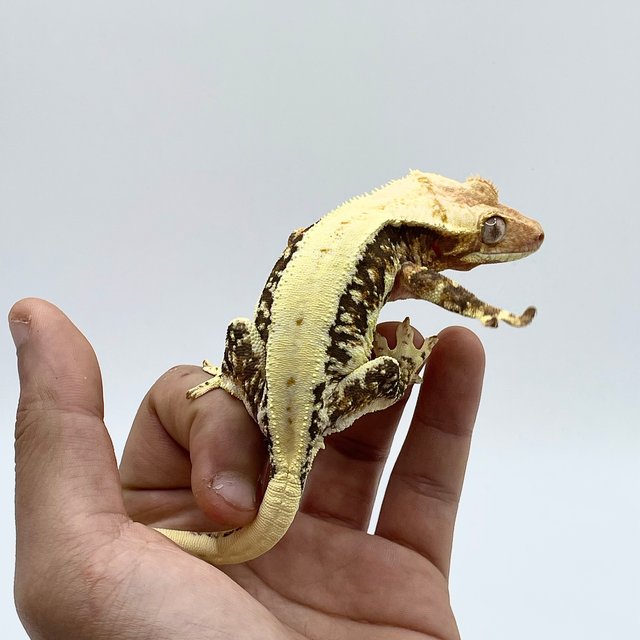 트라이 릴리화이트