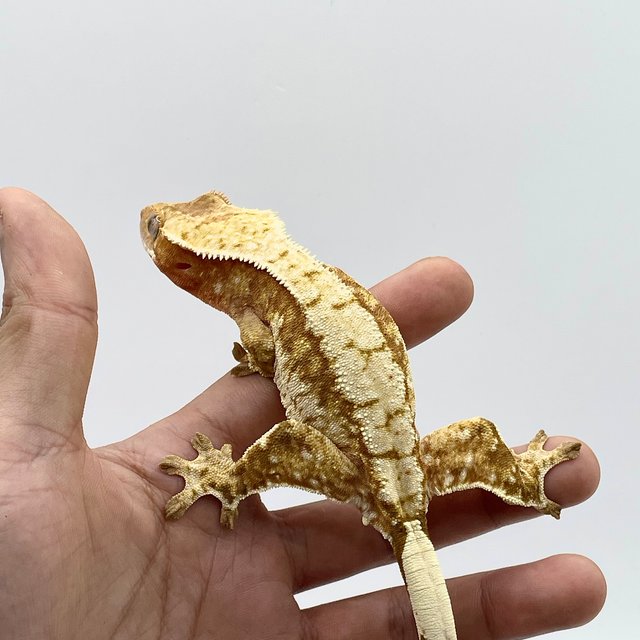 노멀 레드 트라이 익스트림할리퀸