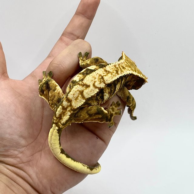 노멀 트라이 익스트림할리퀸