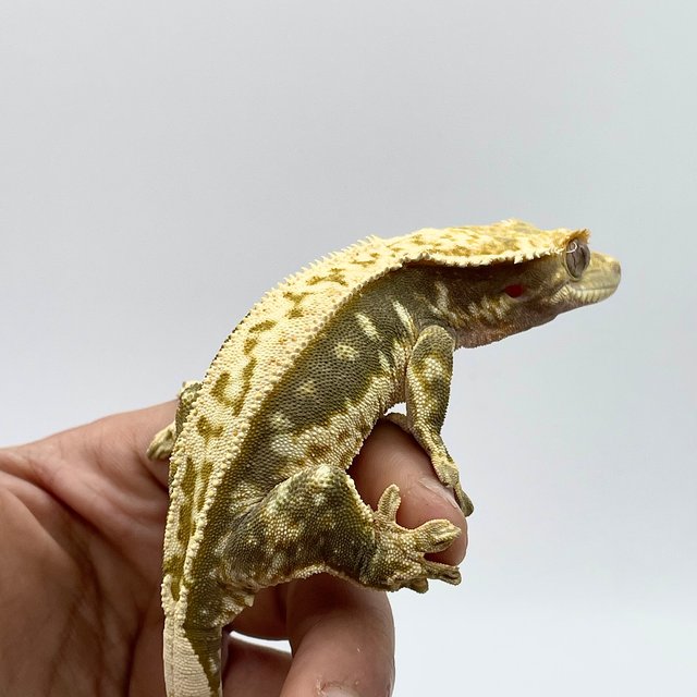 노멀 트라이 쿼드