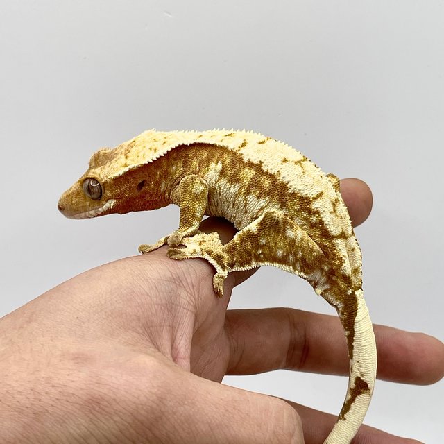 노멀 레드 트라이 익스트림할리퀸