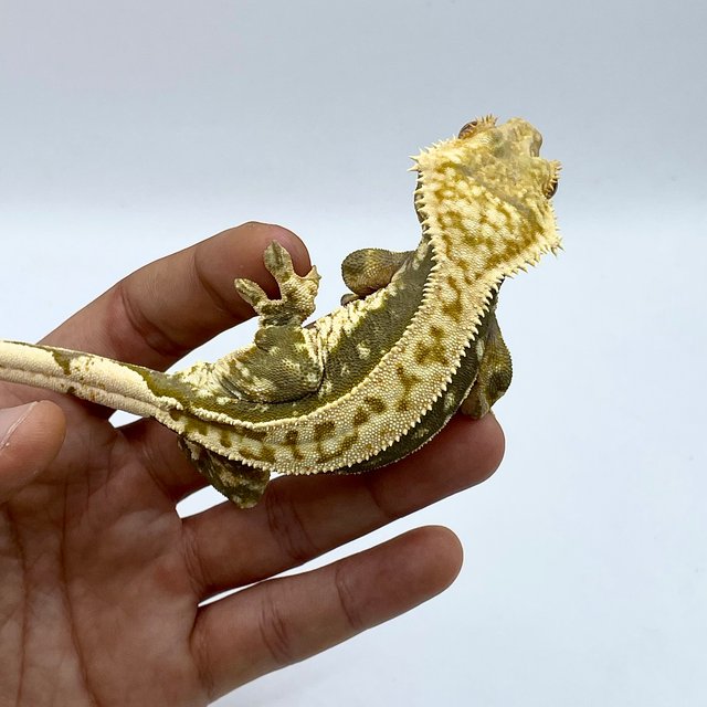 노멀 트라이 쿼드