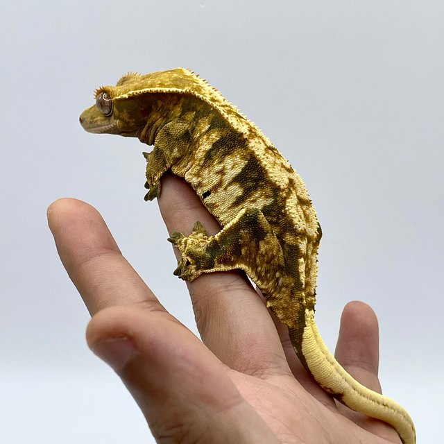 노멀 트라이 익스트림할리퀸