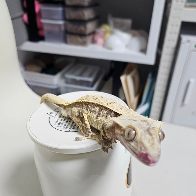 트라이 쿼드 풀핀
