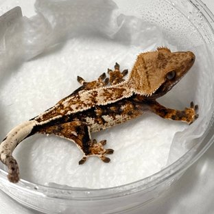 노멀 텐저린 트라이