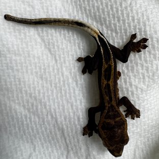 팬텀 엠티백 슈퍼스트라이프