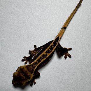 엠티백 슈퍼스트라이프