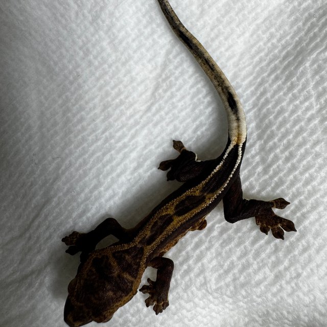 팬텀 엠티백 슈퍼스트라이프