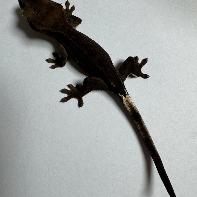 팬텀 엠티백 슈퍼스트라이프