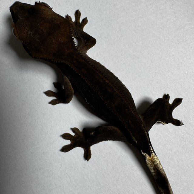 팬텀 엠티백 슈퍼스트라이프