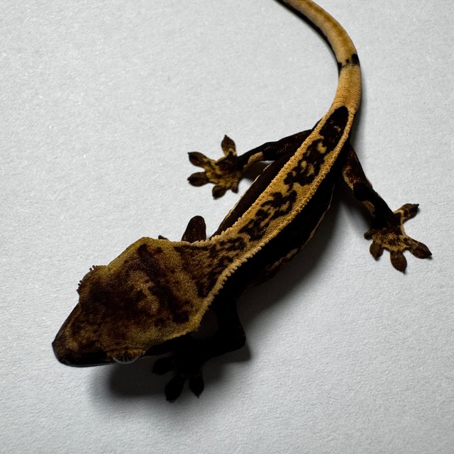 엠티백 슈퍼스트라이프