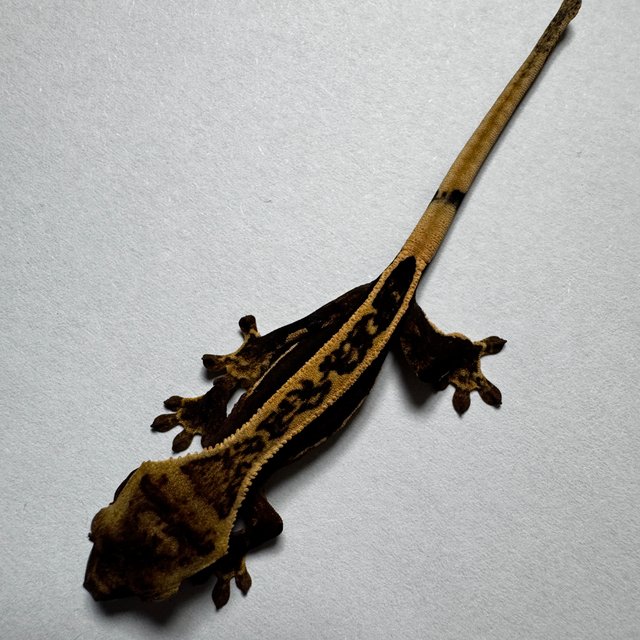 엠티백 슈퍼스트라이프