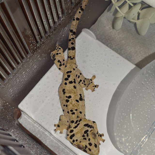 달마시안 슈퍼달마시안