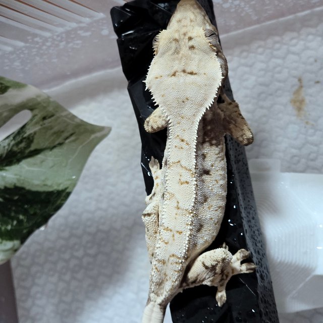 노멀 화이트스팟