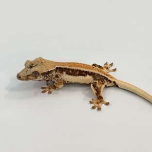 릴리100%헷아잔틱