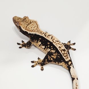 헤라