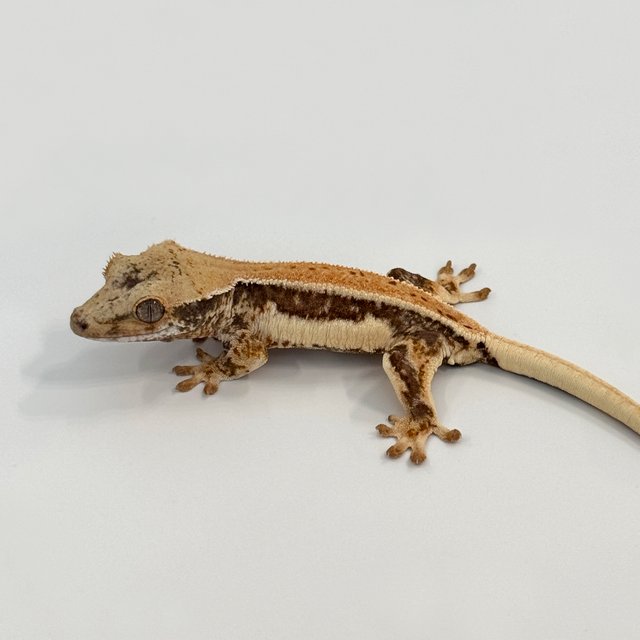 릴리100%헷아잔틱