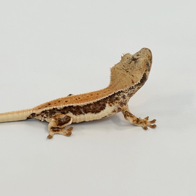 릴리100%헷아잔틱