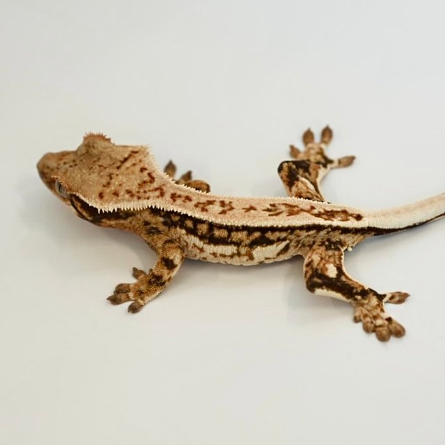 노멀 트라이 쿼드 풀핀 화이트핀 화이트스팟