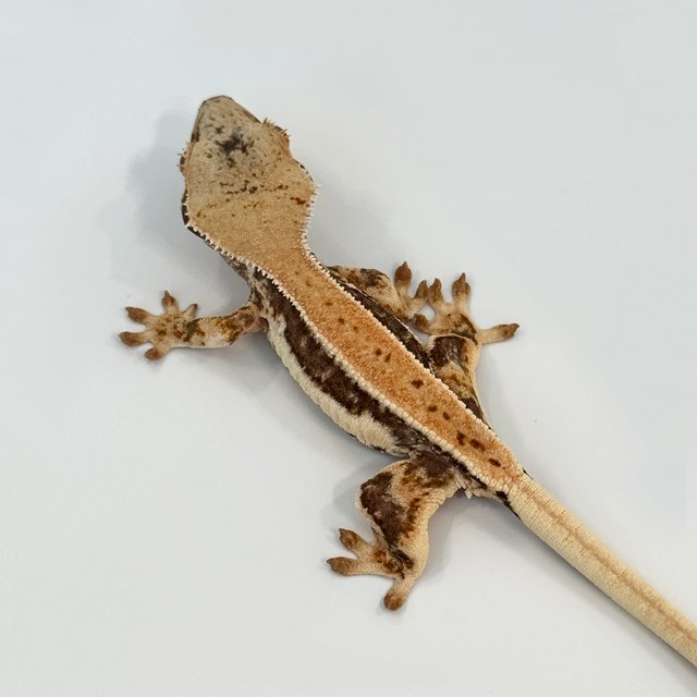 릴리100%헷아잔틱