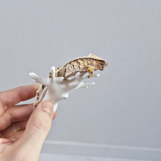 노멀 트라이 익스트림할리퀸 화이트