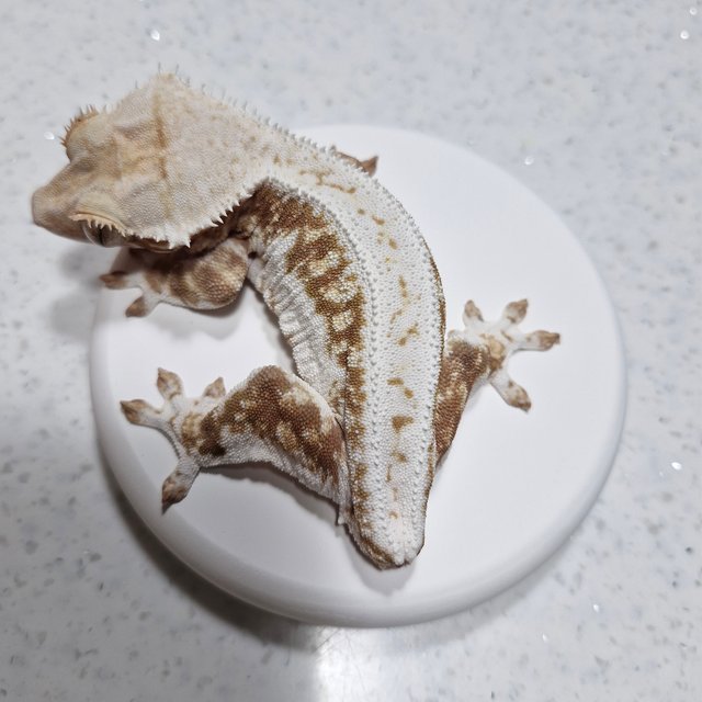 릴리화이트 화이트 핀스트라이프 스트로베리 솔리드백