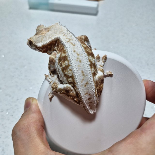 릴리화이트 화이트 핀스트라이프 스트로베리 솔리드백