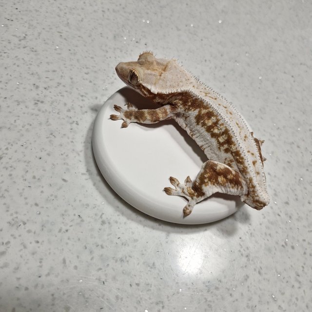 릴리화이트 화이트 핀스트라이프 스트로베리 솔리드백