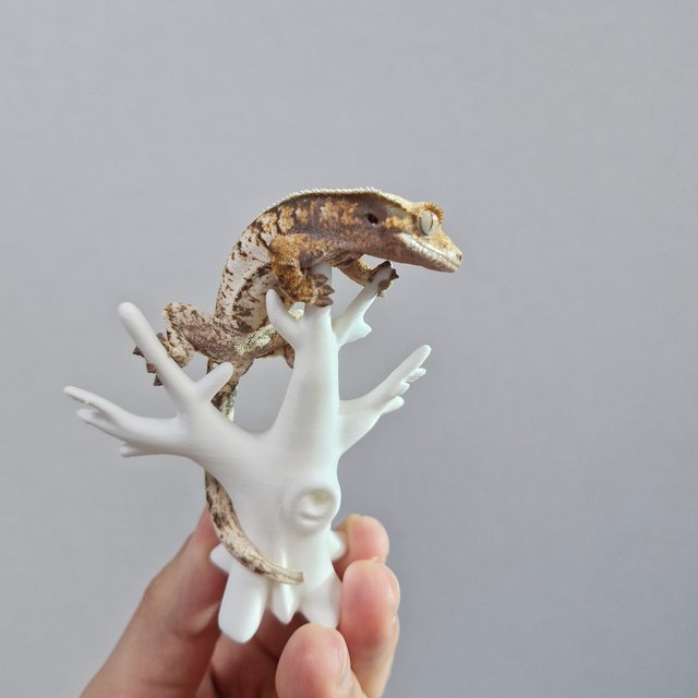 노멀 트라이 익스트림할리퀸 화이트