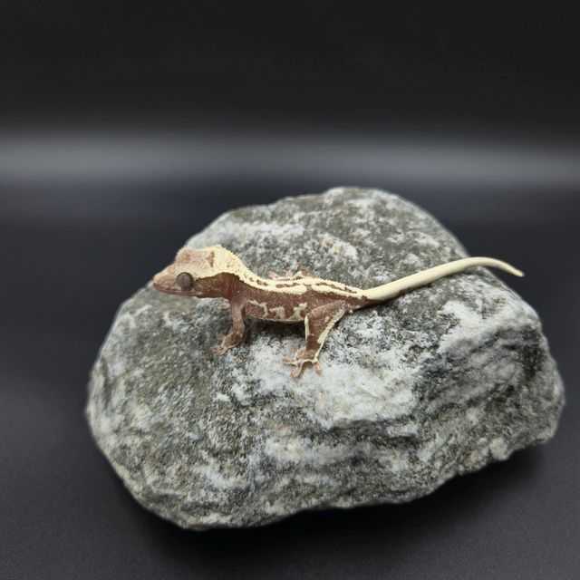 릴잔틱