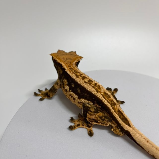 오닉스 쿼드 풀핀 엠티백