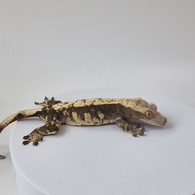 100%헷아잔틱