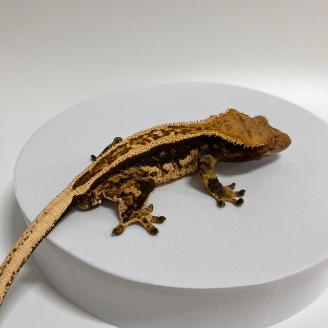 오닉스 쿼드 풀핀 엠티백