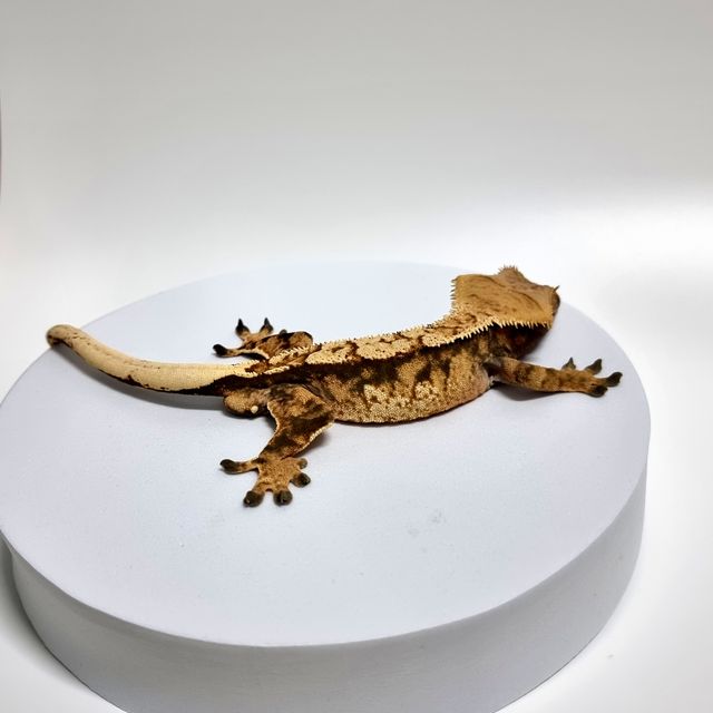 트라이 익스트림할리퀸