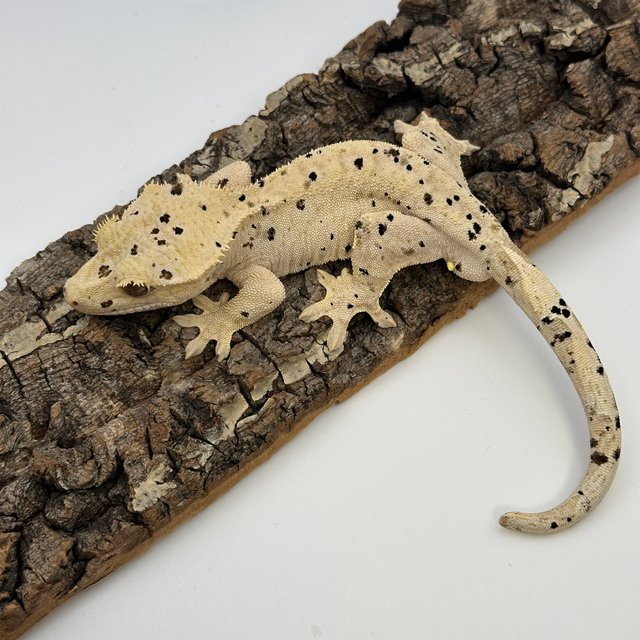 슈퍼달마시안 달마시안