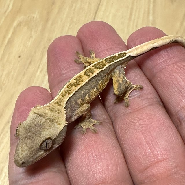 노멀 익스트림할리퀸 할리퀸 풀핀