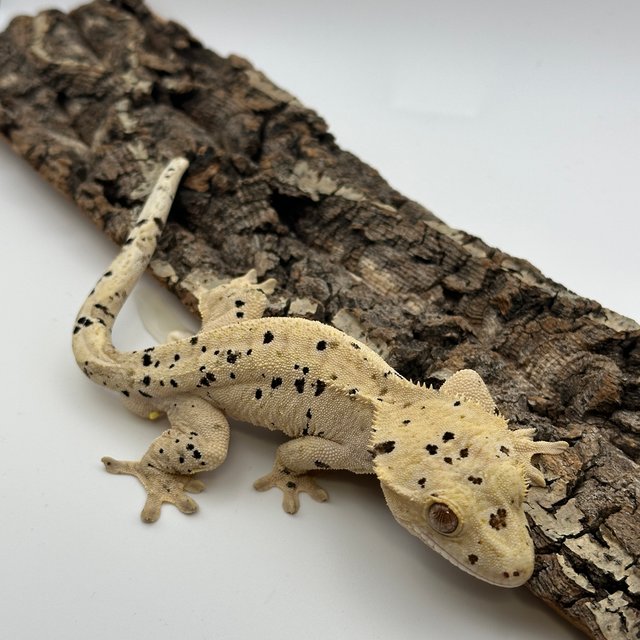 슈퍼달마시안 달마시안