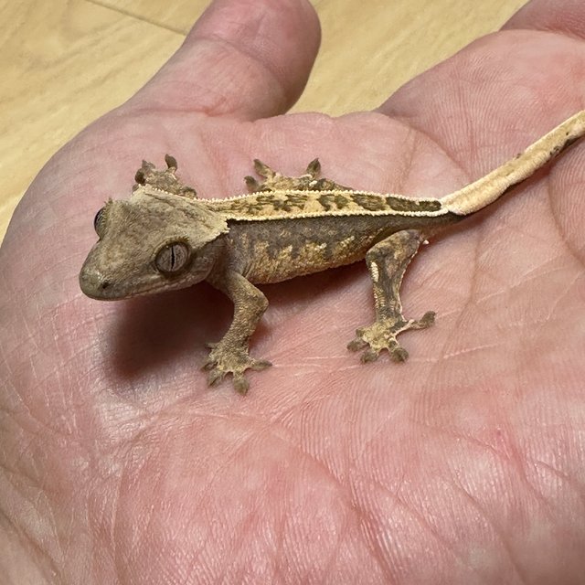 노멀 익스트림할리퀸 할리퀸 풀핀