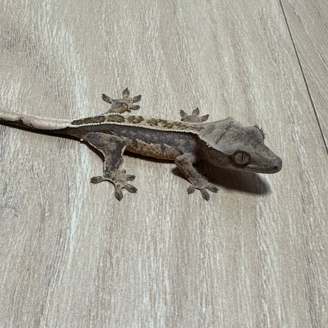 노멀 익스트림할리퀸 할리퀸 풀핀