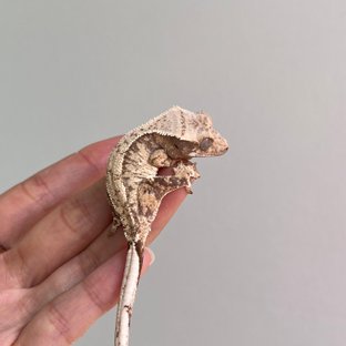 노멀 트라이 화이트스팟 화이트포트홀