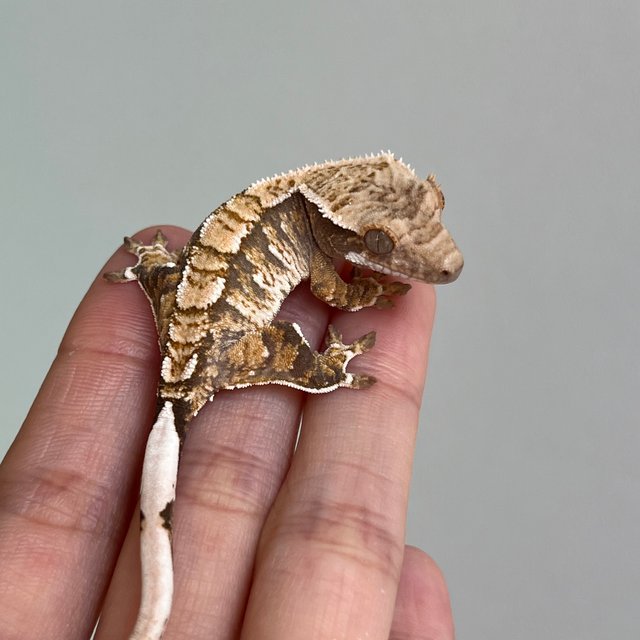 노멀 익스트림할리퀸 화이트포트홀