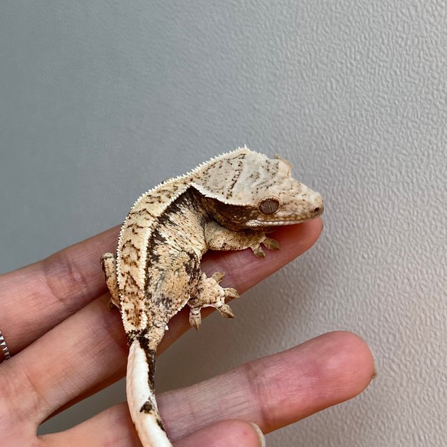 노멀 트라이 화이트포트홀 익스트림할리퀸 화이트스팟